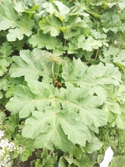 Heracleum sosnowskyi