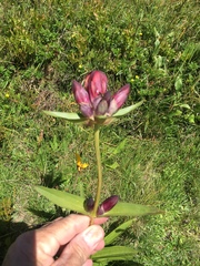 Gentiana purpurea