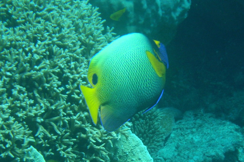 Photo of Yellowmask angelfish (Pomacanthus xanthometopon)
