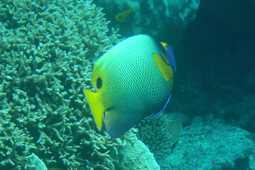Photo of Yellowmask angelfish (Pomacanthus xanthometopon)