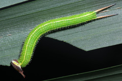 Elymnias hypermnestra