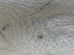 Coniatus splendidulus