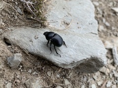 Trypocopris vernalis