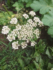 Heracleum sosnowskyi