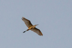 Ardea alba