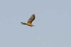 Ardea alba