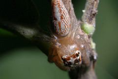 Artabrus erythrocephalus