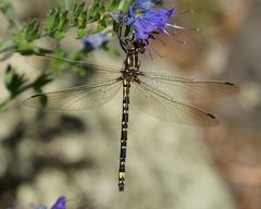 Eusynthemis virgula