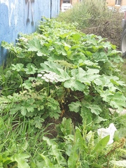 Heracleum sosnowskyi