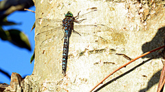 Aeshna interrupta