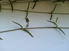 Ceropegia linearis debilis