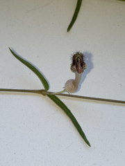 Ceropegia linearis debilis