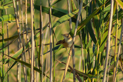 Acrocephalus agricola