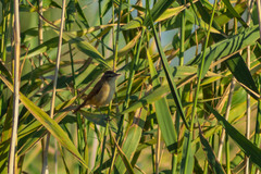 Acrocephalus agricola