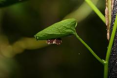 Troides aeacus formosanus