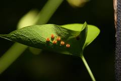 Troides aeacus formosanus