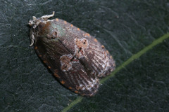 Lepidoptera