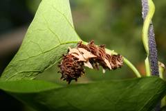 Troides aeacus formosanus