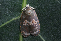 Lepidoptera
