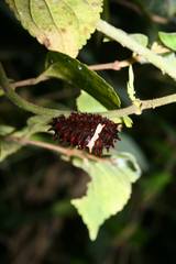 Troides aeacus formosanus