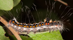 Acronicta tridens