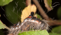 Acronicta tridens