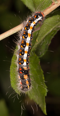 Acronicta tridens