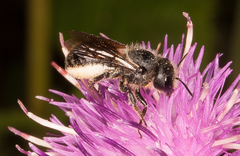 Osmia leaiana