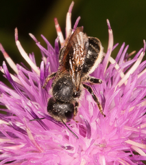 Osmia leaiana