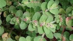 Euphorbia velleriflora