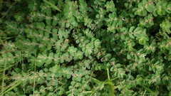 Euphorbia velleriflora