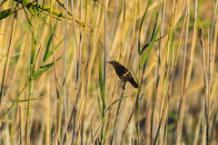 Acrocephalus schoenobaenus