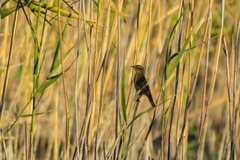 Acrocephalus schoenobaenus