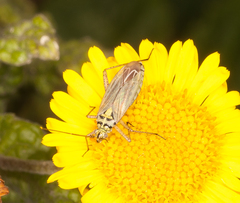 Oncotylus viridiflavus