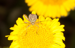 Oncotylus viridiflavus