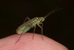 Oncotylus viridiflavus