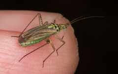 Oncotylus viridiflavus