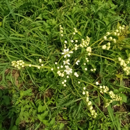 Dropwort (Filipendula vulgaris)