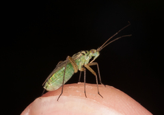 Oncotylus viridiflavus