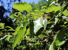 Quercus xalapensis