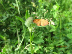 Idaea serpentata