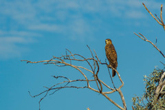 Buteo buteo