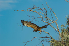 Buteo buteo