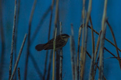 Acrocephalus schoenobaenus