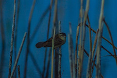 Acrocephalus schoenobaenus