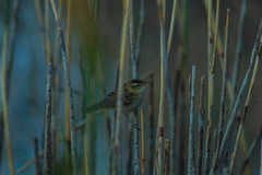 Acrocephalus schoenobaenus