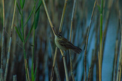 Acrocephalus schoenobaenus
