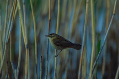 Acrocephalus schoenobaenus