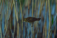 Acrocephalus schoenobaenus