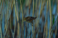 Acrocephalus schoenobaenus